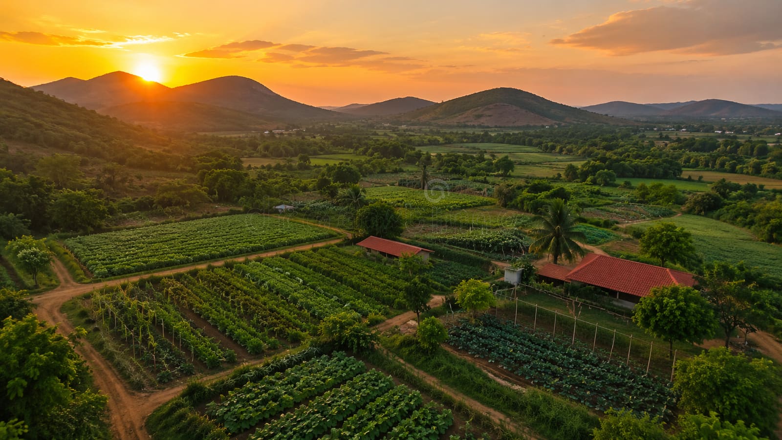 Sunrise over the vegetable fields and hills at Shravya Farms, Sijhua